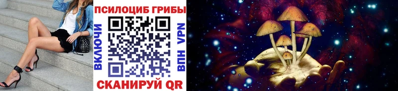 Псилоцибиновые грибы Psilocybe  Купить где  Новоузенск 